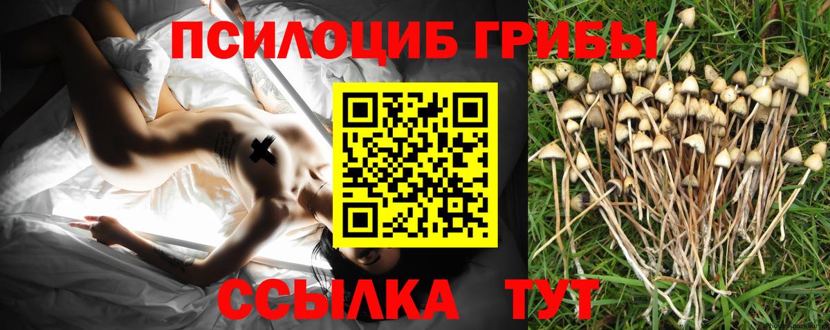 Псилоцибиновые грибы мицелий  Псилоцибиновые грибы GOLDEN TEACHER  Вход с VPN  Бийск 